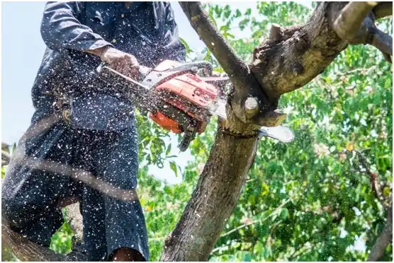 tree services Stansberry Lake